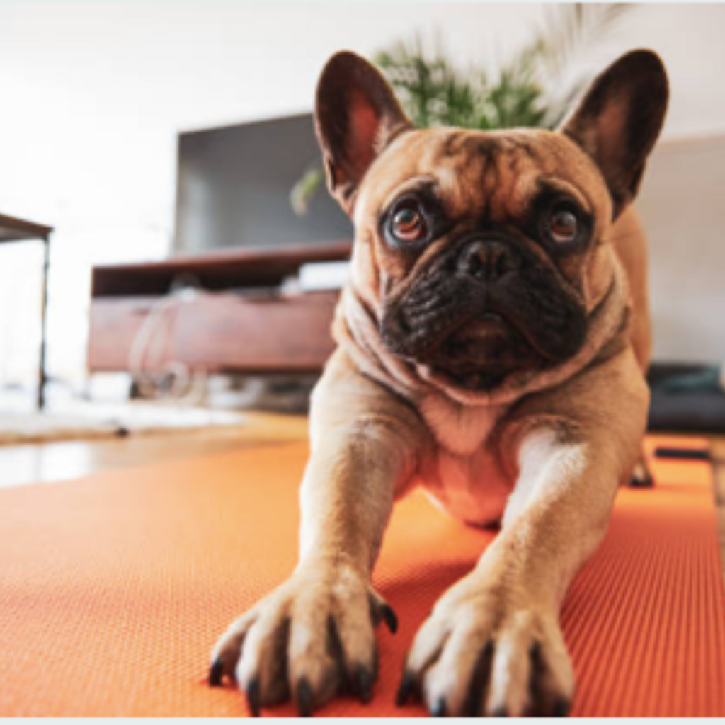 Tips for Safely Stretching Your Canine Companion to Prevent Muscle Tears