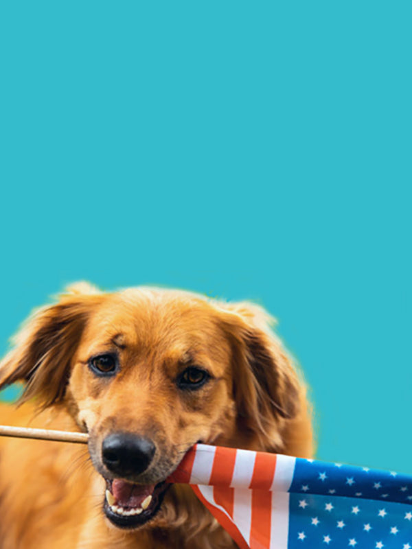 Dog with America flag