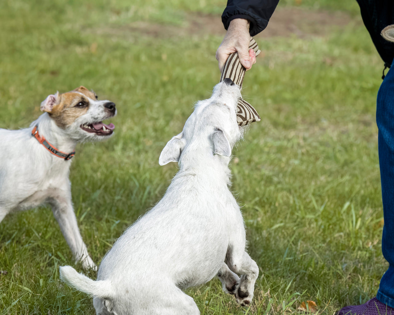 How to Choose the Perfect Toy for Your Pet’s Personality