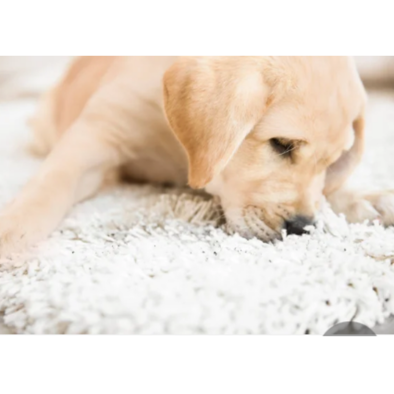 Dog Eating A Rug