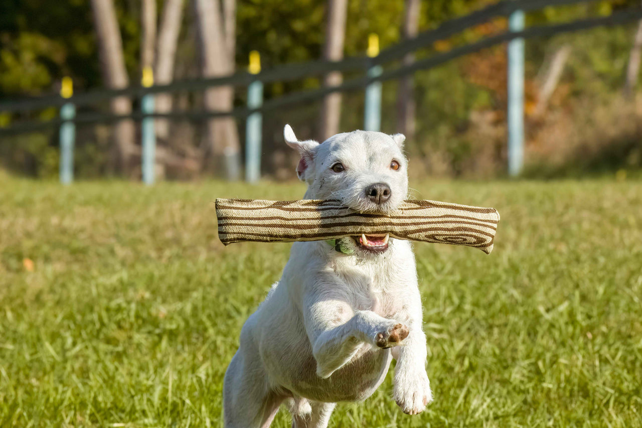 Natural Pet Toys Keep Your Pet Safe! - Honest Pet Products