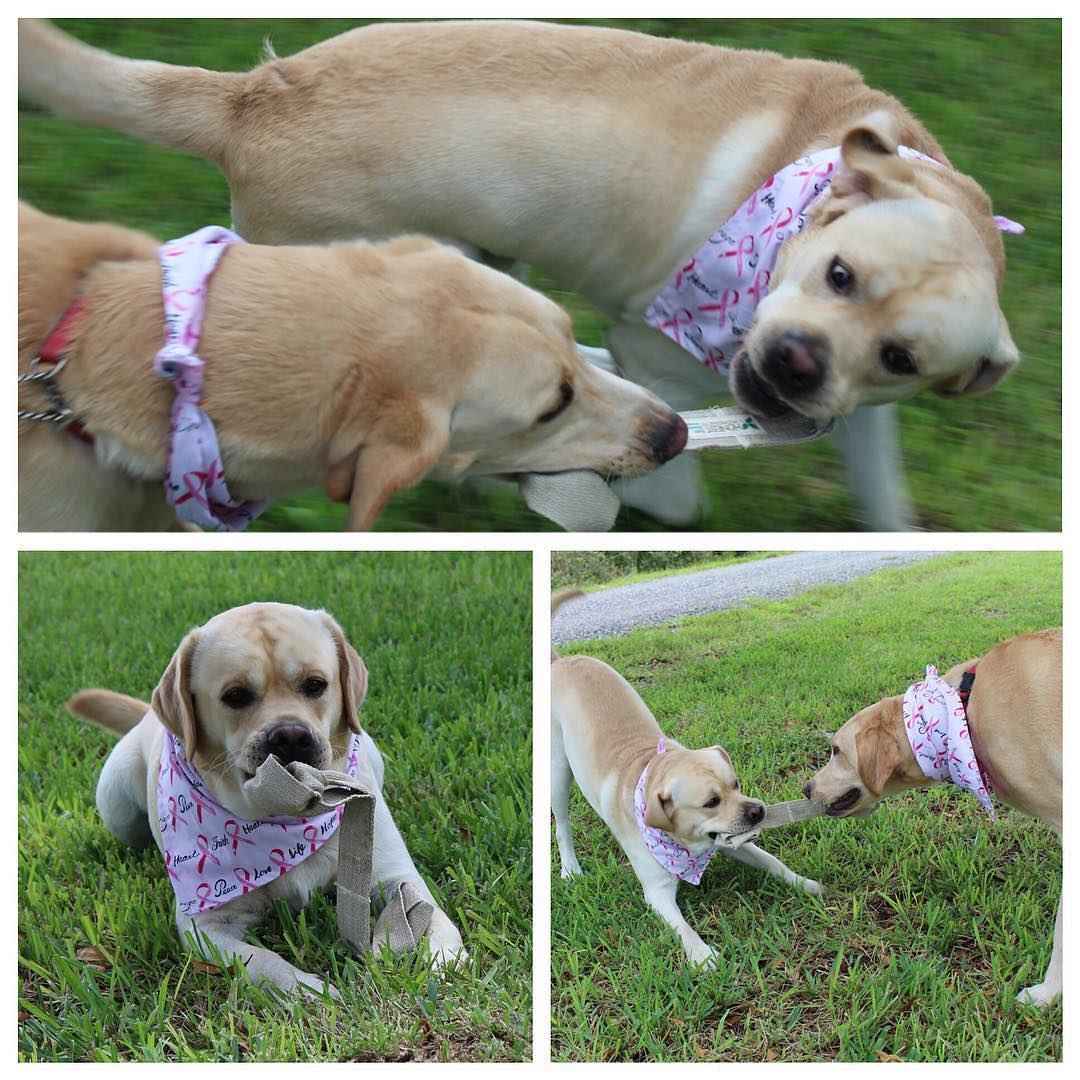 How to Engage Your Furry Friend with a Dog Tug Toy - Honest Pet Products