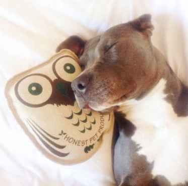 Go Green! Make Your Puppy The 'Greta Thunberg' of The Dog World With Natural Dog Toys. - Honest Pet Products