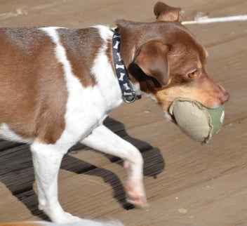 How To Select The Safest Toy For Your Pet - Honest Pet Products