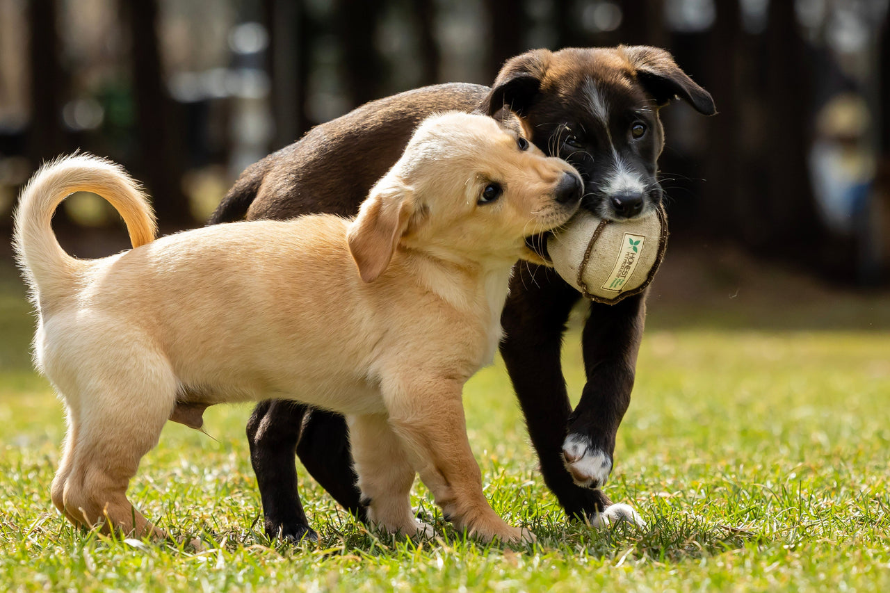 Honest Pet Products: The Benefits of Natural Hemp Fabric in the Pet Industry - Honest Pet Products