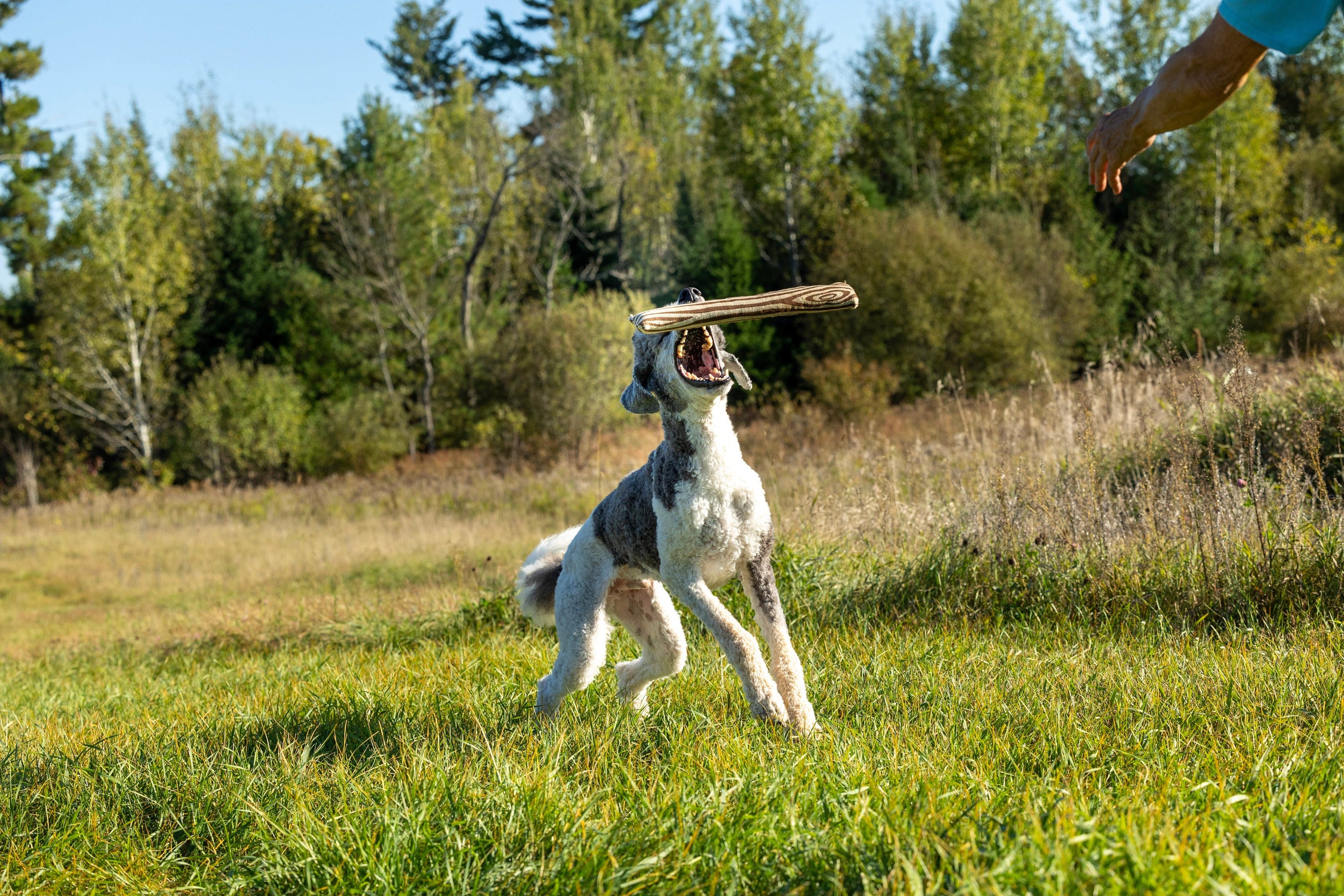 Honest Pet Products