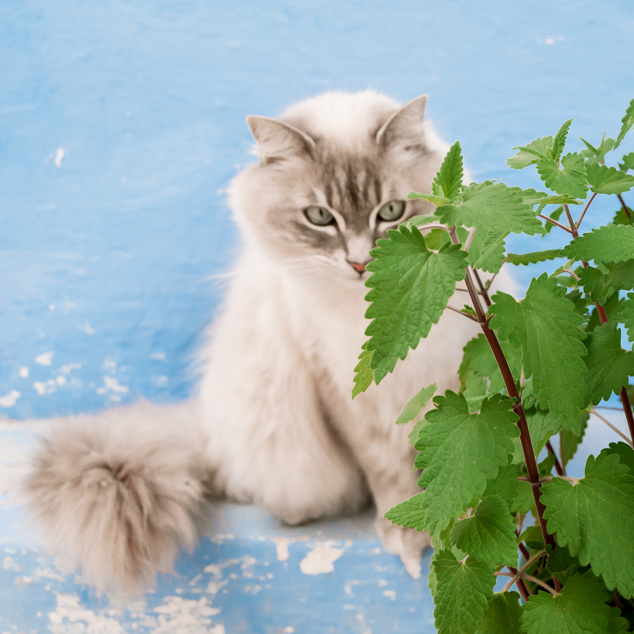 How long are catnip toys good for