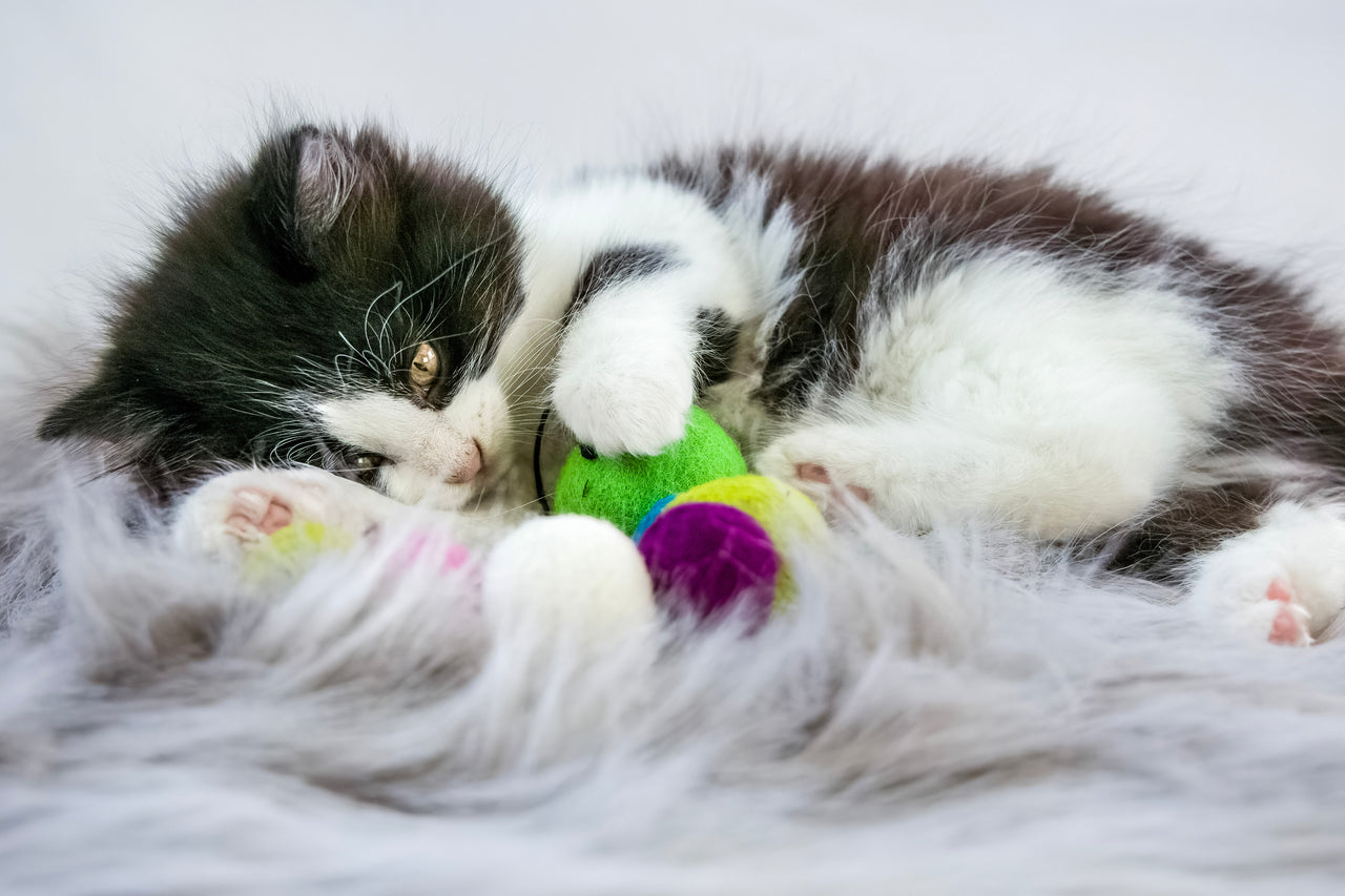 Why Do Cats Bunny Kick?