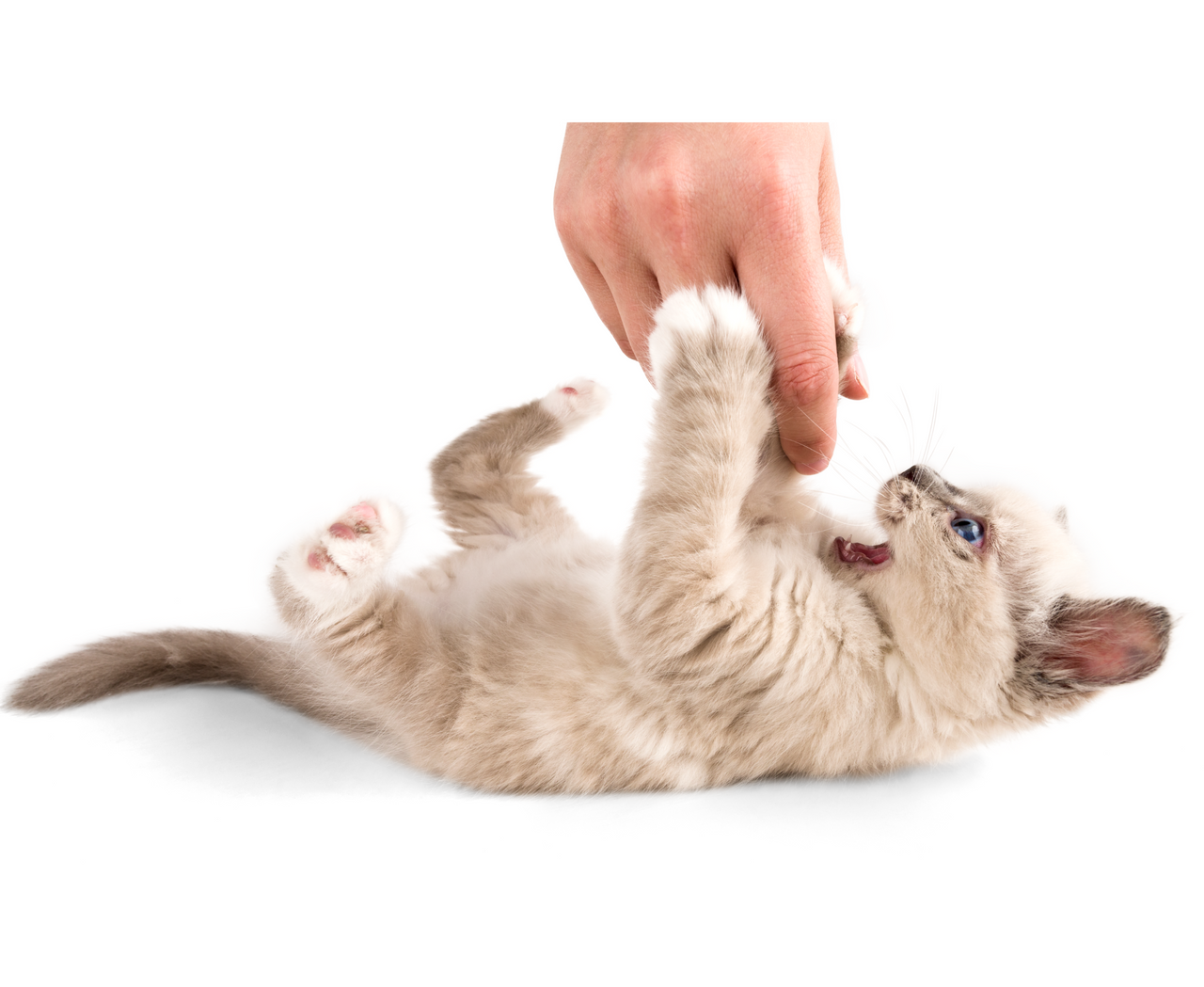 playing with a kitten