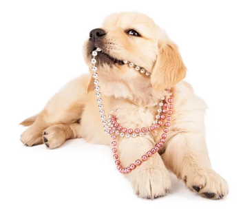 dog with a necklace