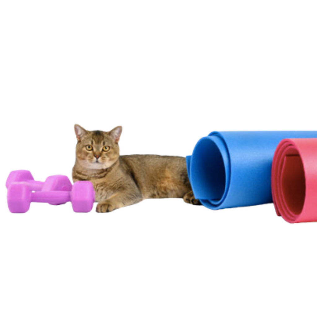 Best toy for cats exercise