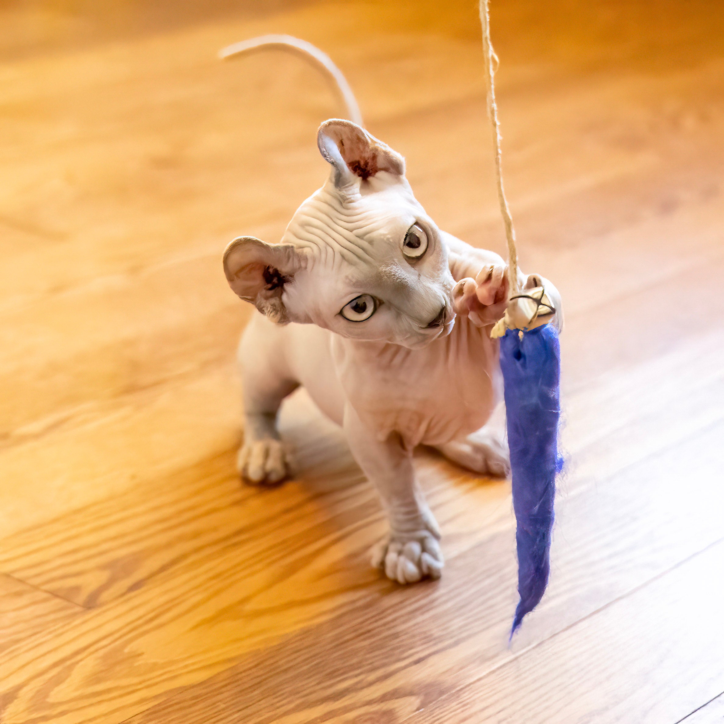 Honest Pet Products