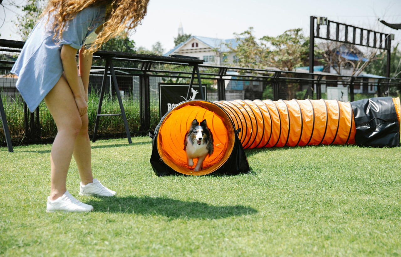 5 Exercise and Training Ideas for Dogs Who Live in Small Apartments