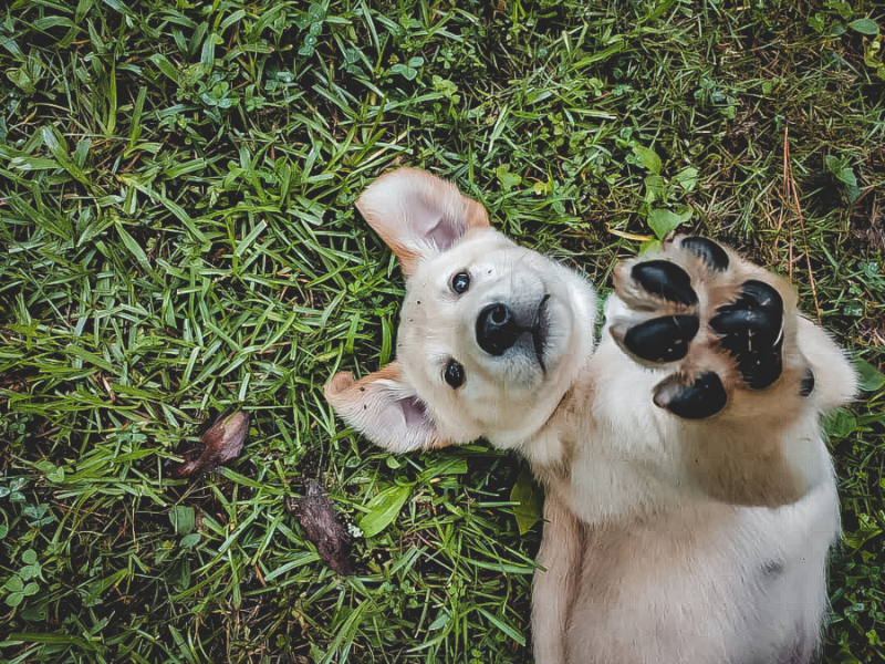 Honest Pet Products