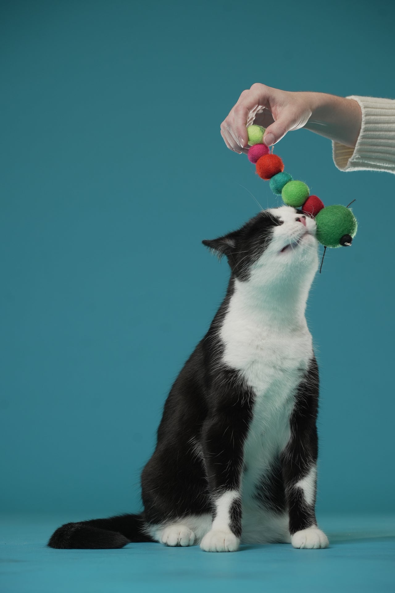 Honest Pet Products 7 Tips and Ideas for How to Play With Your Cat