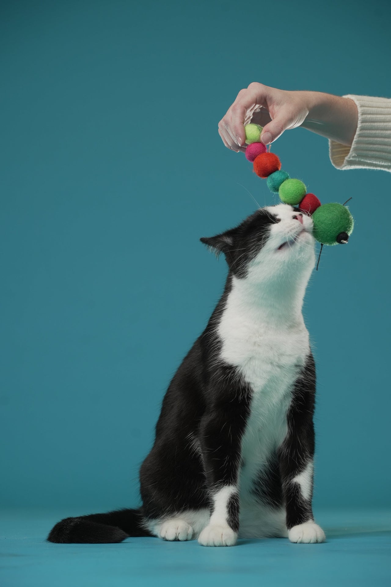 Honest Pet Products 7 Tips and Ideas for How to Play With Your Cat - Honest Pet Products
