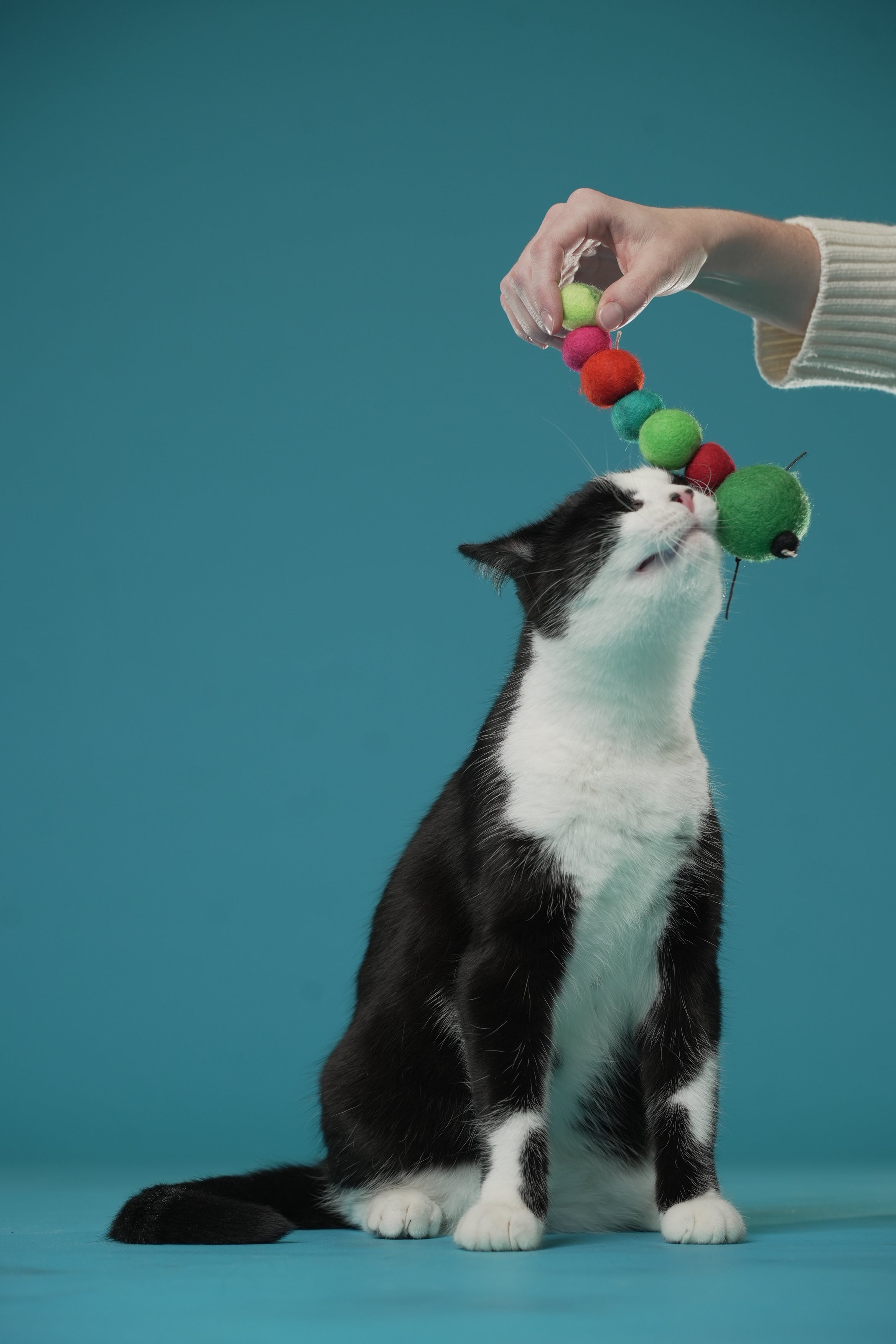 Honest Pet Products