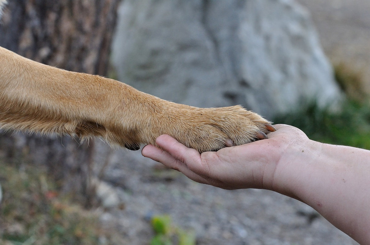 The Benefits of Eco-Friendly Pet Toys: Safe and Fun! | Honest Pet Products