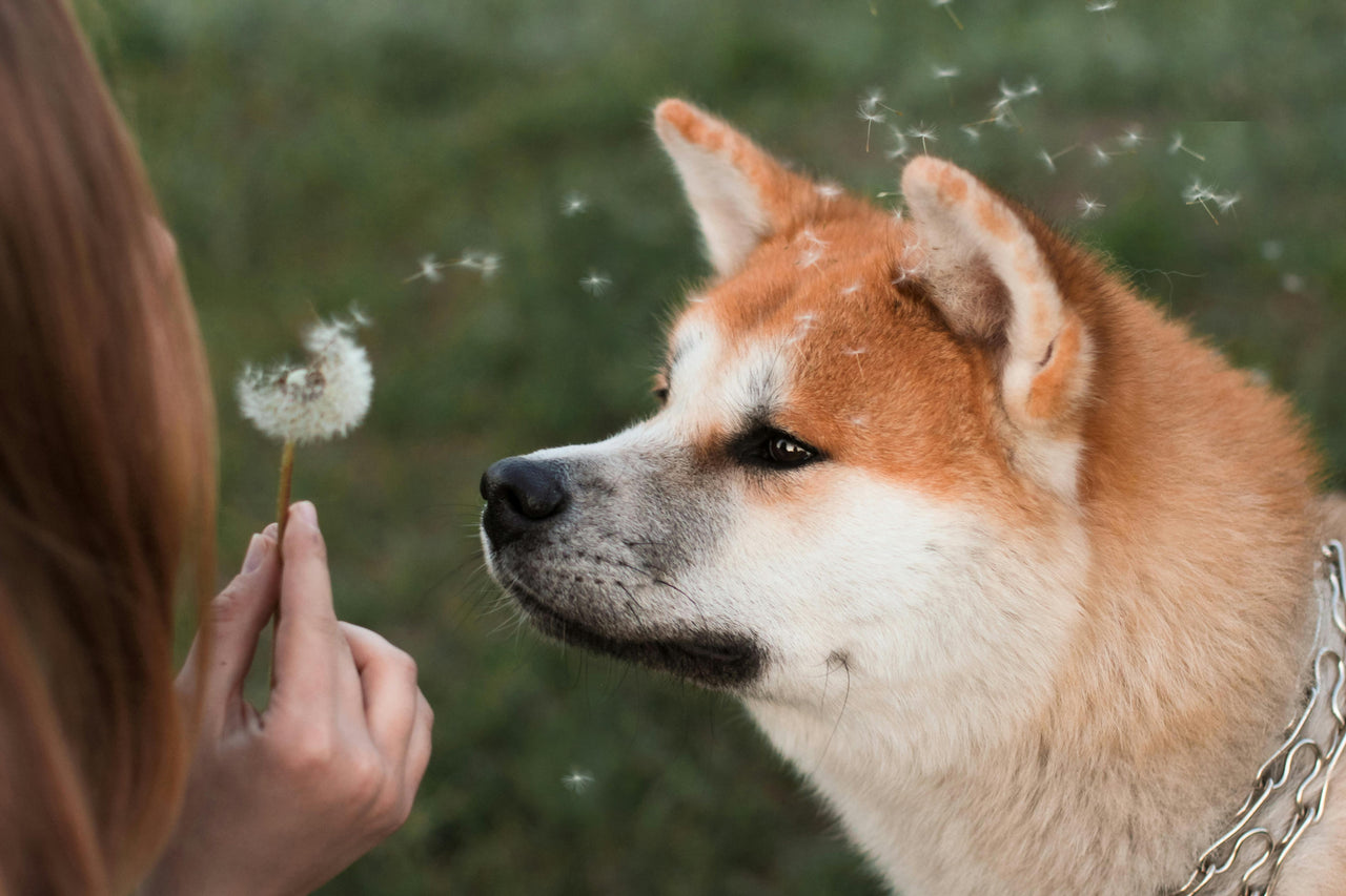 Honest Pet Products Tips: Signs Your Pet Has Allergies — And What You Can Do to Help