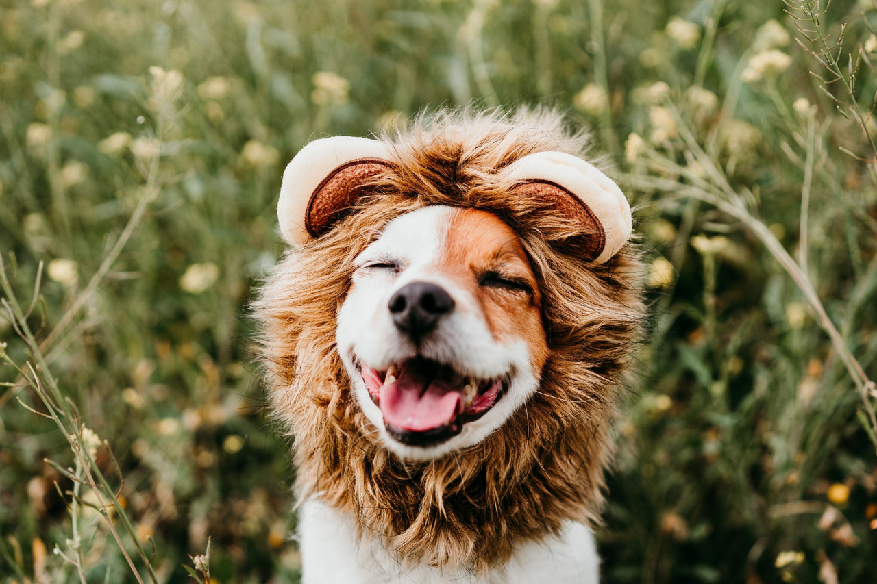Caring for Your Pet’s Mental Health: Easy Steps to Enhance Their Happiness - Honest Pet Products