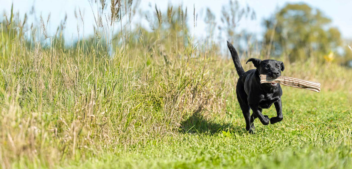 Toys for Active Chewers - Honest Pet Products