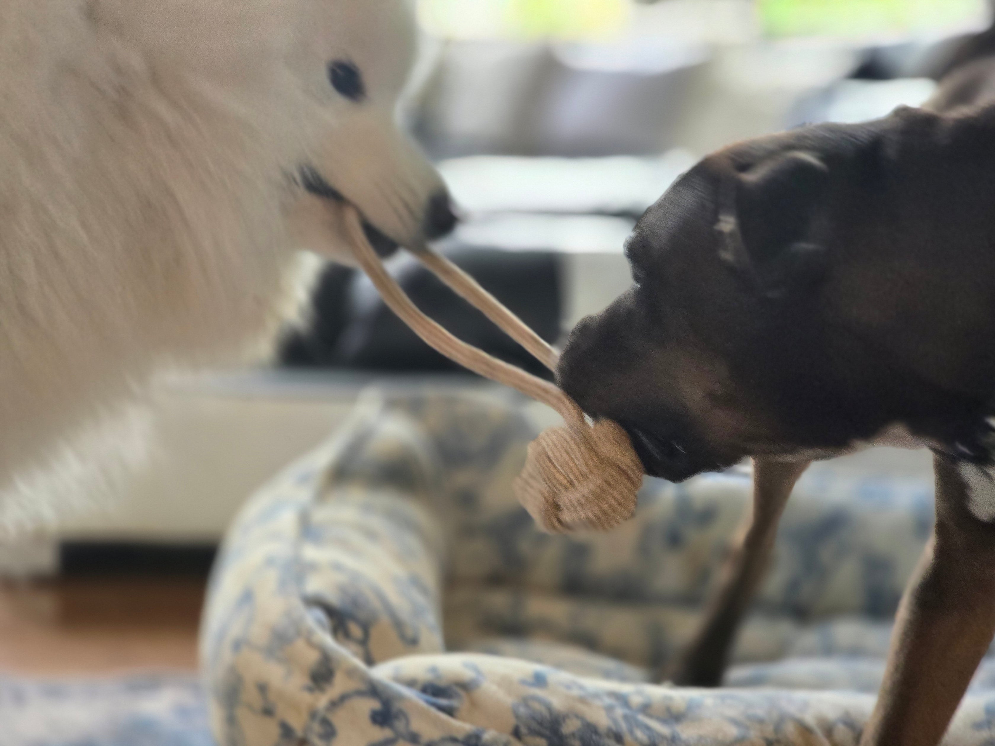 Fetch & Retrieval Toys