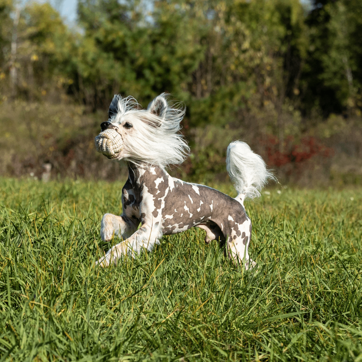 Eco-Friendly Dog Toys - Honest Pet Products