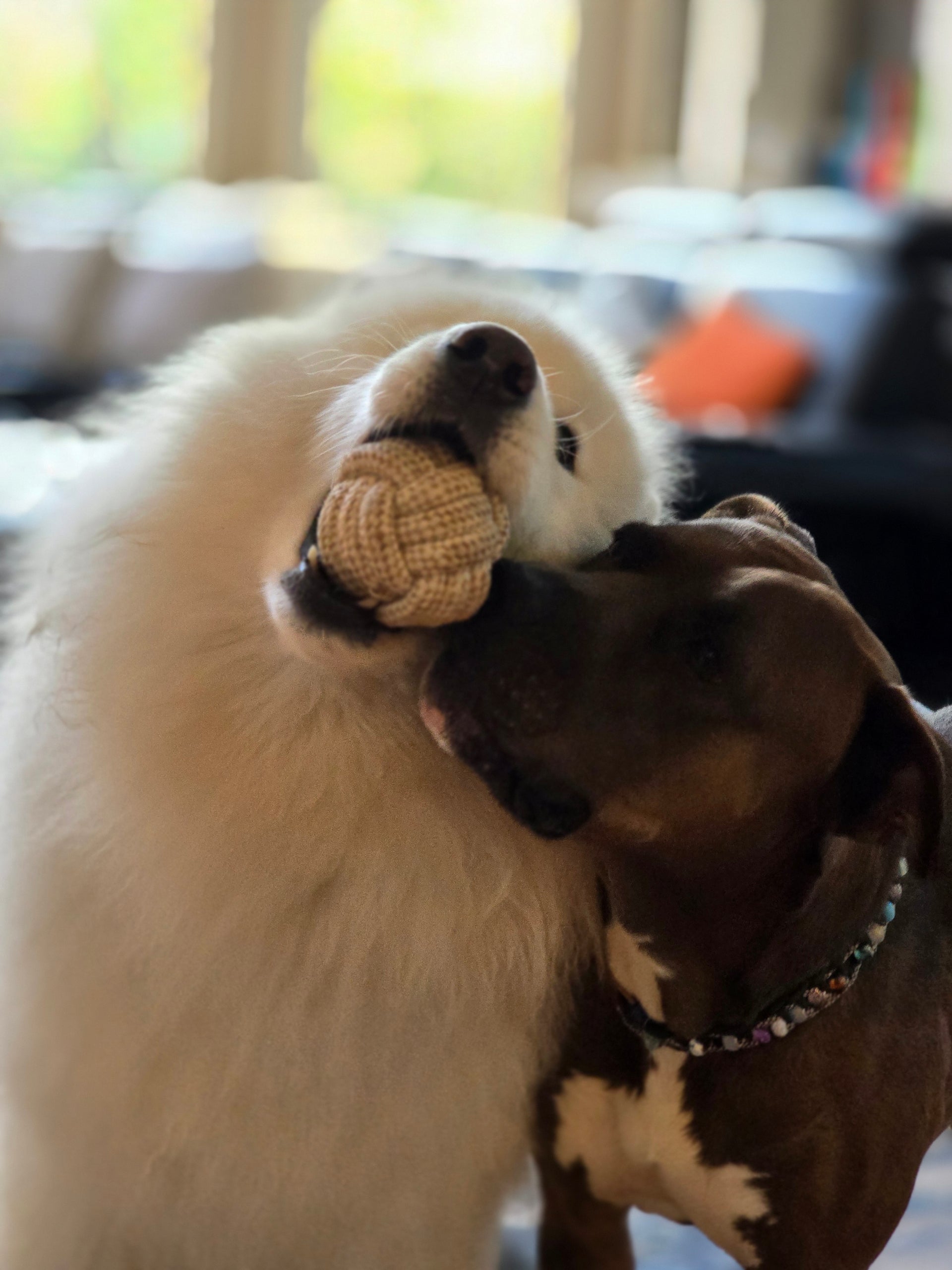 Honest Pet Products
