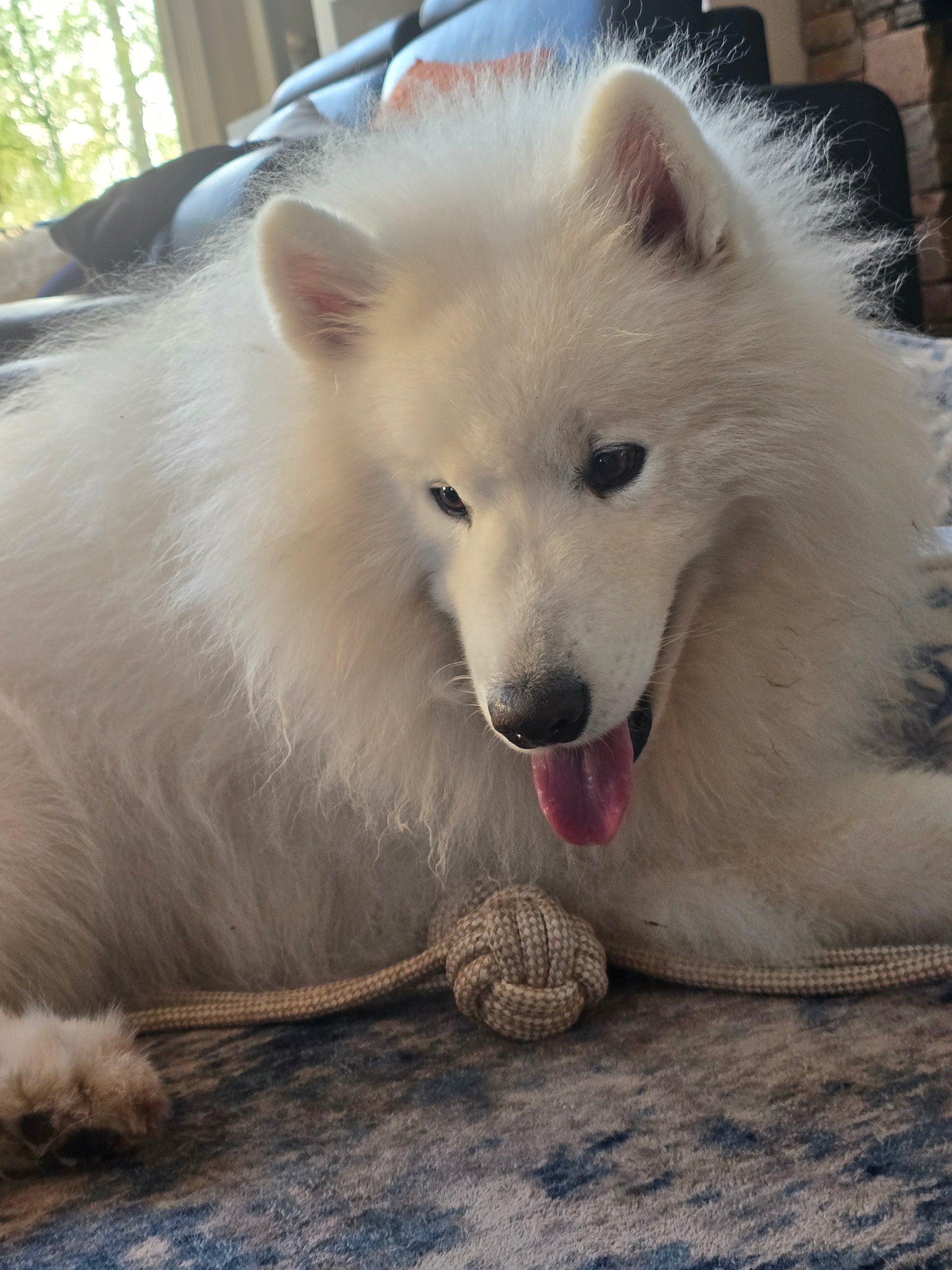 Honest Pet Products