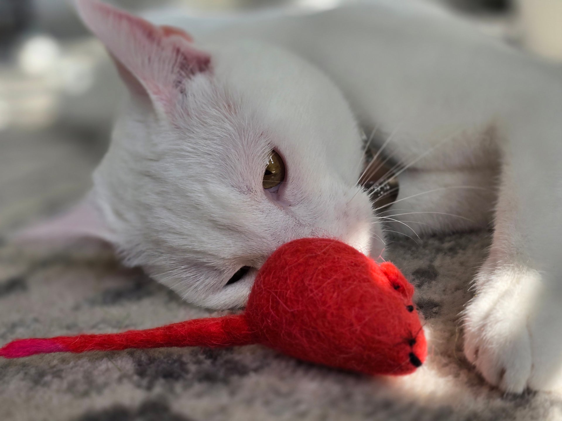 Honest Pet Products