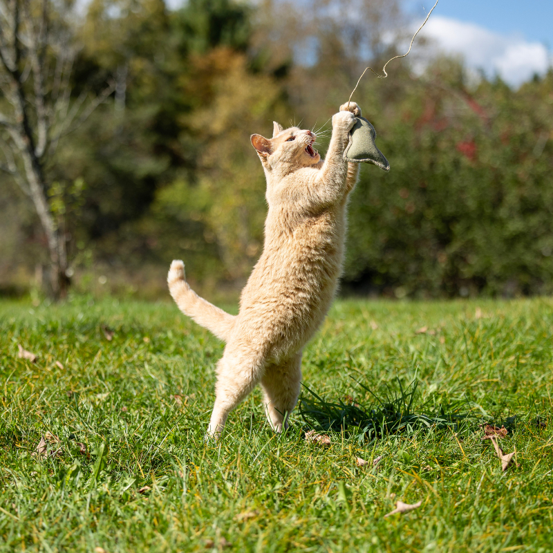 ECO-CAT FISHER