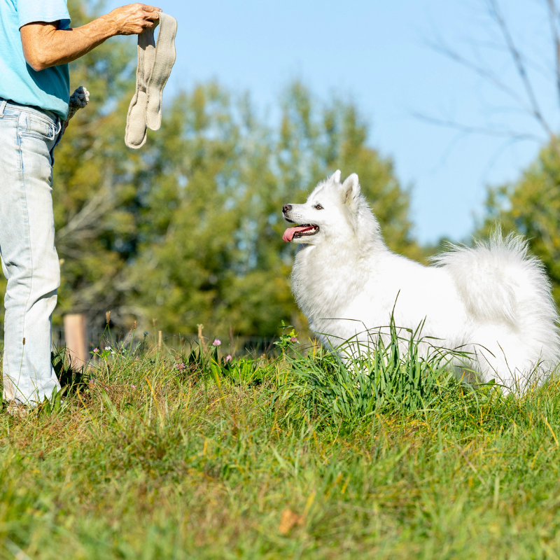 Honest Pet Products