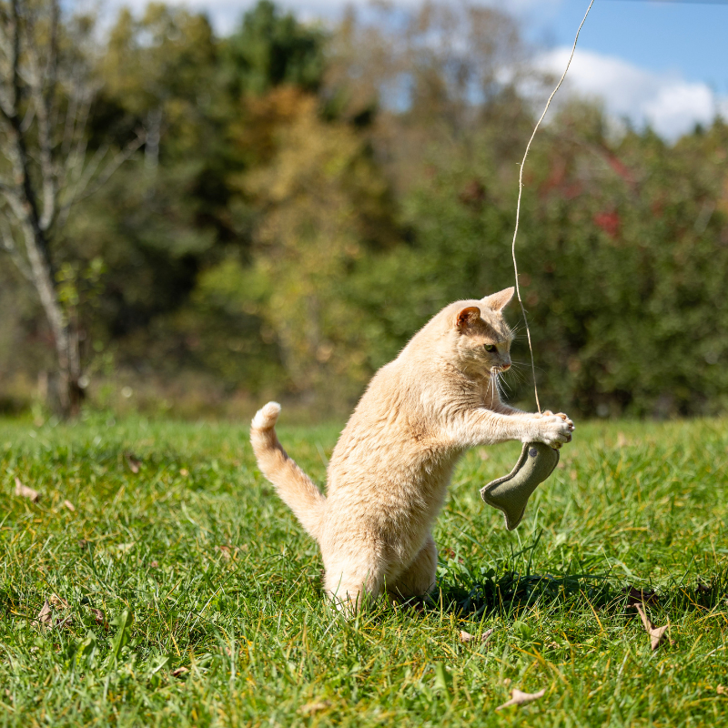 ECO-CAT FISHER