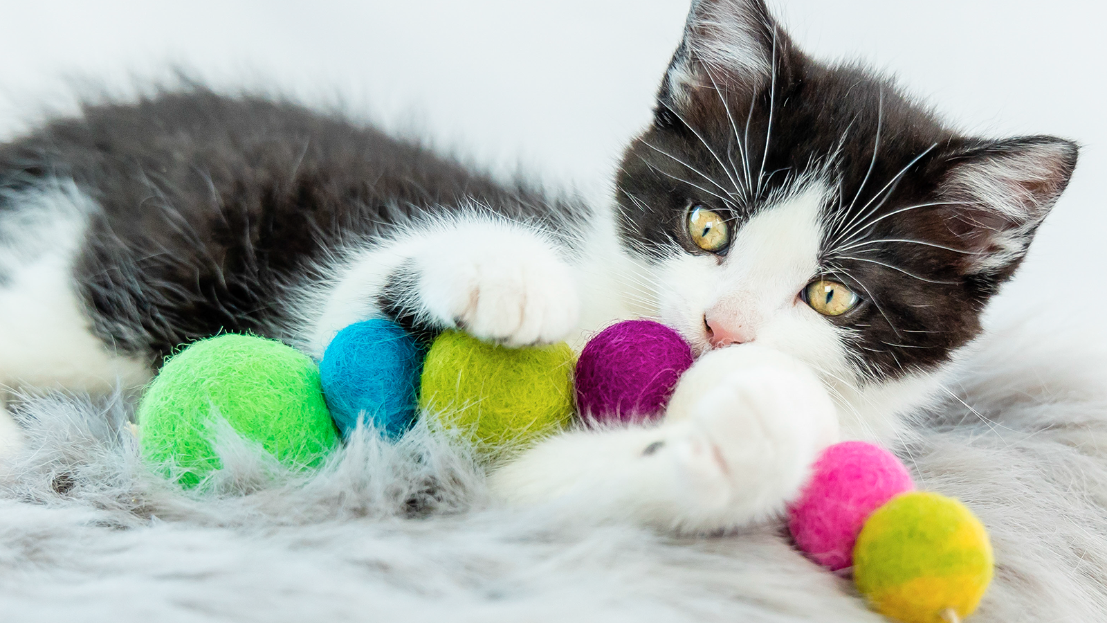 Honest Pet Products