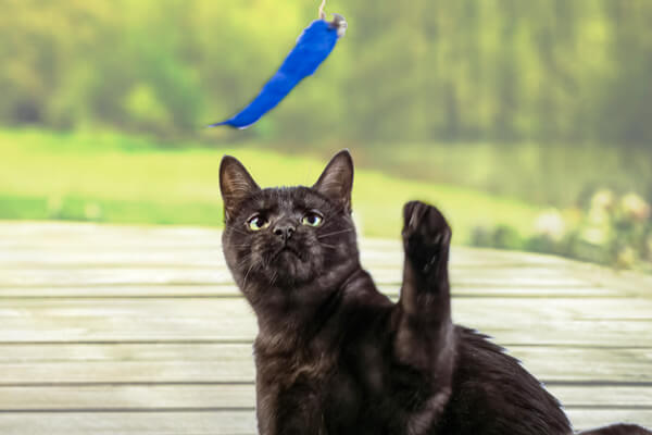 Cat playing with blue wool toy