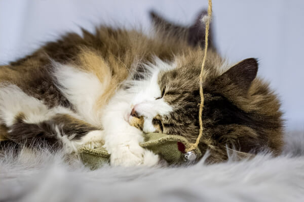 Cat with hemp toy