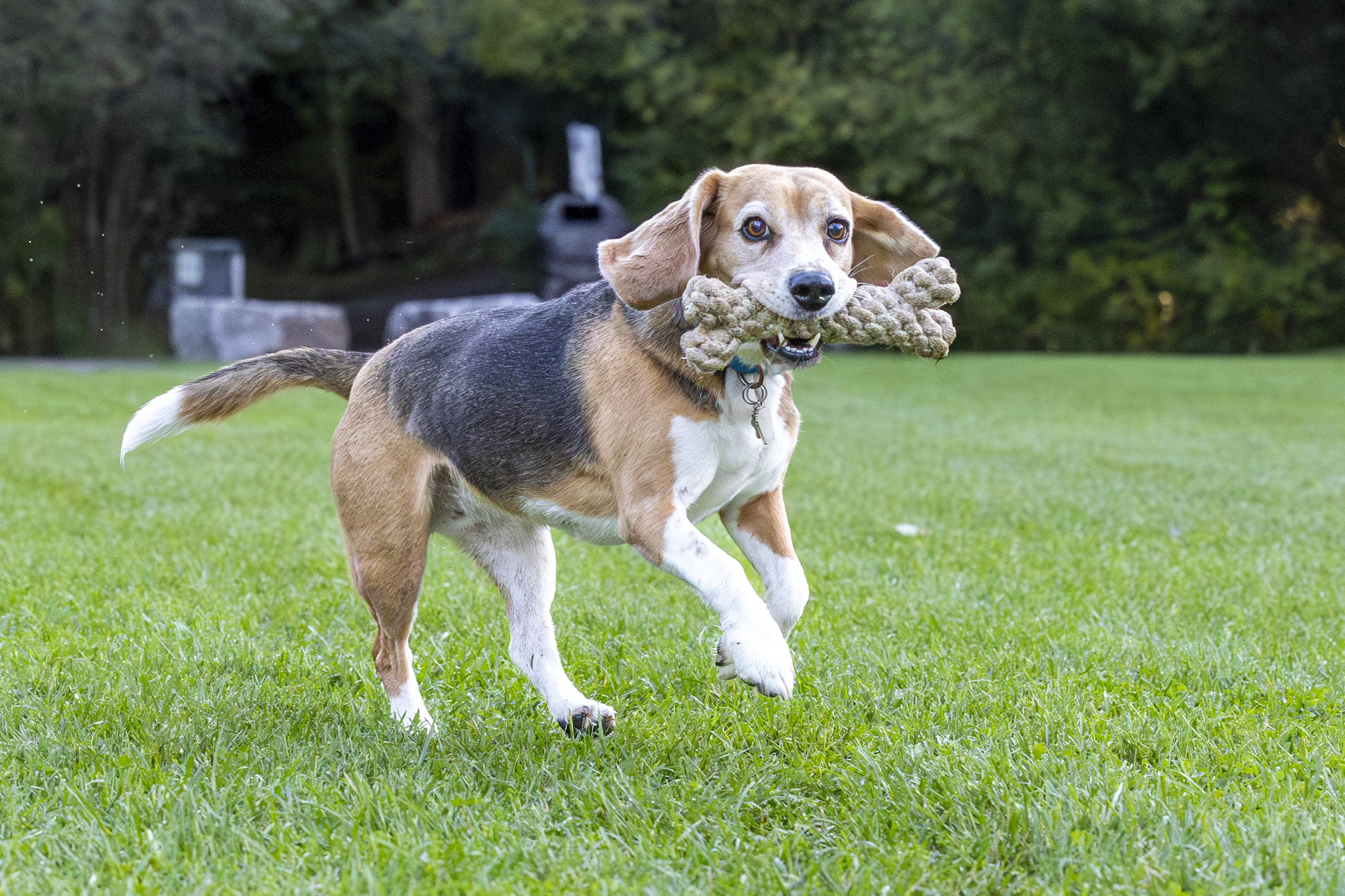 Honest Pet Products