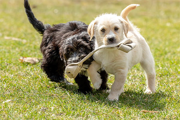 Puppies playing with hemp toy