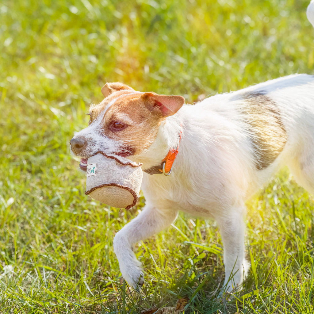 DOG TOY - BALL