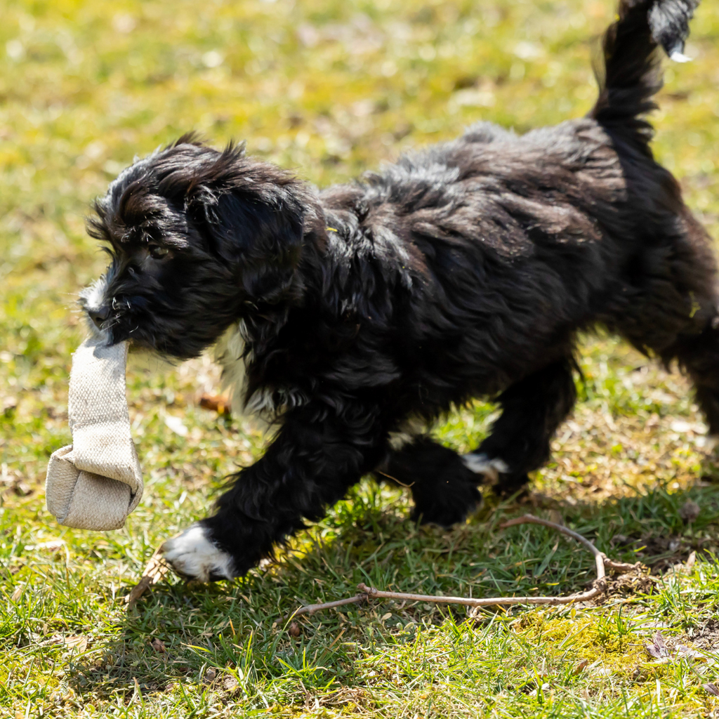 DOG TOY - TUGGER