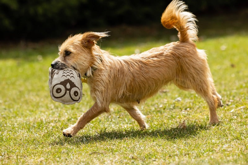 DOG TOY - OWL BUDDY